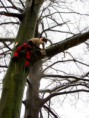/album/bomen-snoeien/fotoos-boomrooien-boy-017-jpg/
